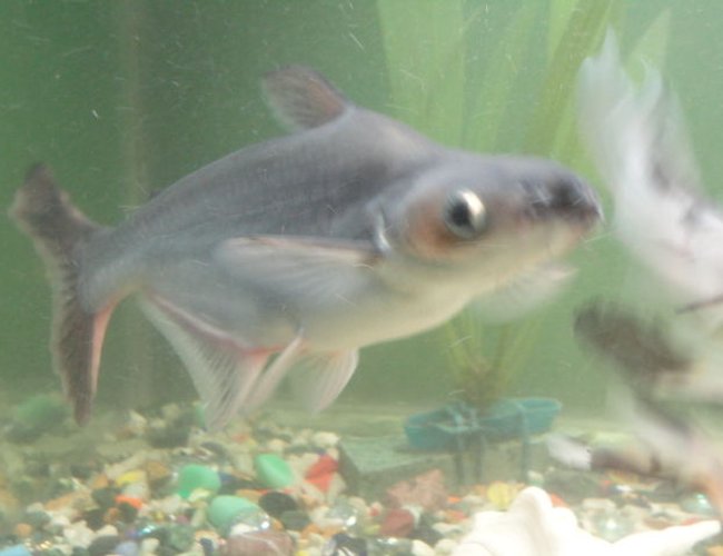 freshwater fish - galeocerdo cuvier - tiger shark stocking in 68 gallons tank - my both tigers are 2 yrs old wen i bought them they wer 1" now black one is 14" and albino is 11" freshwater fish - galeocerdo cuvier - tiger shark stocking in 68 gallons tank - my both tigers are 2 yrs old wen i bought them they wer 1" now black one is 14" and albino is 11"