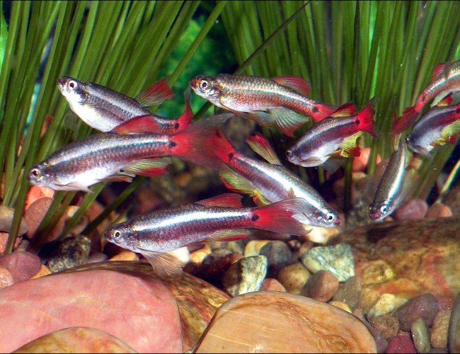 freshwater fish - tanichthys albonubes - long fin white cloud stocking in 30 gallons tank - Meteor Minnows freshwater fish - tanichthys albonubes - long fin white cloud stocking in 30 gallons tank - Meteor Minnows