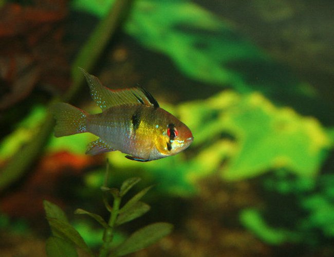 freshwater fish - papiliochromis ramirezi - german blue ram stocking in 40 gallons tank - long fin ram freshwater fish - papiliochromis ramirezi - german blue ram stocking in 40 gallons tank - long fin ram