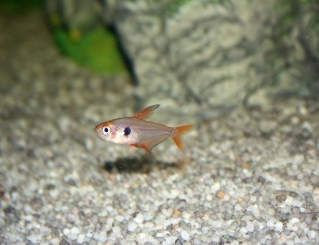 freshwater fish - hyphessobrycon callistus - red minor serpae tetra stocking in 65 gallons tank - My Serpae Tetra lying low. freshwater fish - hyphessobrycon callistus - red minor serpae tetra stocking in 65 gallons tank - My Serpae Tetra lying low.