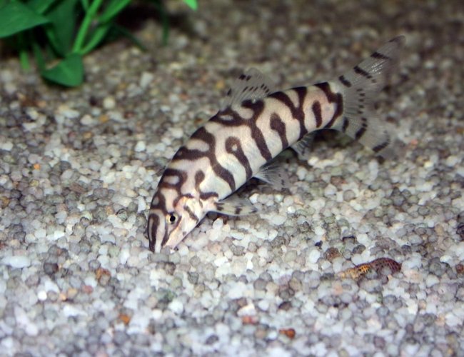 freshwater fish - botia lohachata - lohachata botia loach stocking in 65 gallons tank - My Pakhistani Loach digging for dinner freshwater fish - botia lohachata - lohachata botia loach stocking in 65 gallons tank - My Pakhistani Loach digging for dinner