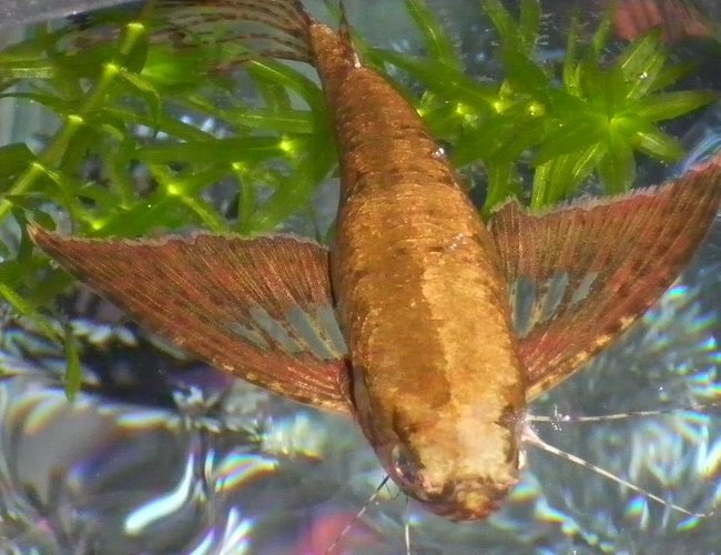 freshwater fish - pantodon buchholzi - african butterflyfish stocking in 29 gallons tank - African butterfly fish freshwater fish - pantodon buchholzi - african butterflyfish stocking in 29 gallons tank - African butterfly fish