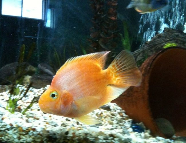 freshwater fish - heros severus x amphilophus citrinellum - blood parrot stocking in 65 gallons tank - parrot freshwater fish - heros severus x amphilophus citrinellum - blood parrot stocking in 65 gallons tank - parrot