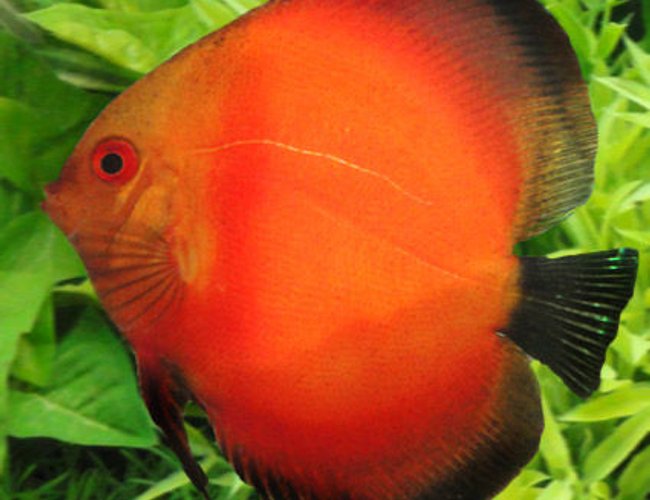 freshwater fish - symphysodon sp. - red discus stocking in 60 gallons tank - my red - white face discuse freshwater fish - symphysodon sp. - red discus stocking in 60 gallons tank - my red - white face discuse