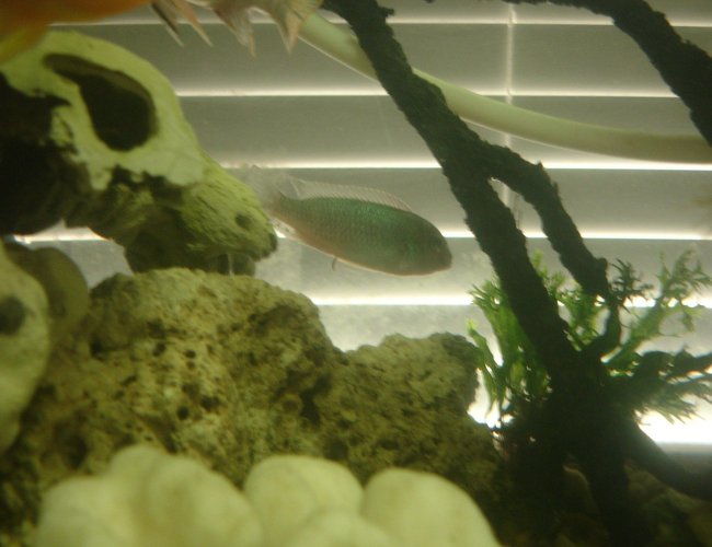 freshwater fish - vieja argentea - silver cichlid stocking in 60 gallons tank - Sliver-the very rare Silver Chiclid. (This pic does not do him justice- when excited he looks just like a car bumper.) freshwater fish - vieja argentea - silver cichlid stocking in 60 gallons tank - Sliver-the very rare Silver Chiclid. (This pic does not do him justice- when excited he looks just like a car bumper.)