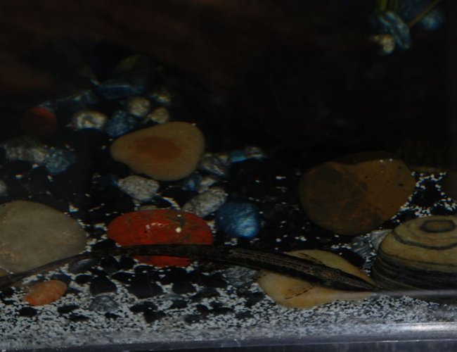 freshwater fish - farlowella gracilis - whiptail cat stocking in 37 gallons tank - Iago the farlowella cat freshwater fish - farlowella gracilis - whiptail cat stocking in 37 gallons tank - Iago the farlowella cat