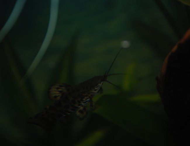 freshwater fish - hoplosternum thoracatum - hoplo catfish stocking in 37 gallons tank - Wolfgang the hoplo cat freshwater fish - hoplosternum thoracatum - hoplo catfish stocking in 37 gallons tank - Wolfgang the hoplo cat