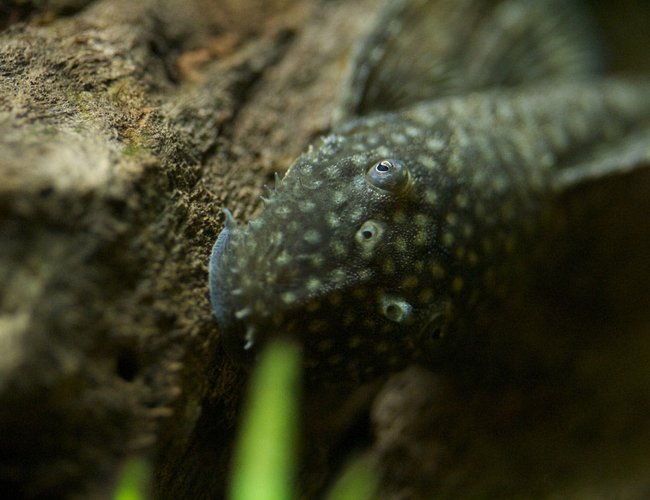 freshwater fish - ancistrus sp. - bushy nose pleco l-144 stocking in 37 gallons tank - Young Bristlenose Pleco. His bristles are just starting to appear! freshwater fish - ancistrus sp. - bushy nose pleco l-144 stocking in 37 gallons tank - Young Bristlenose Pleco. His bristles are just starting to appear!