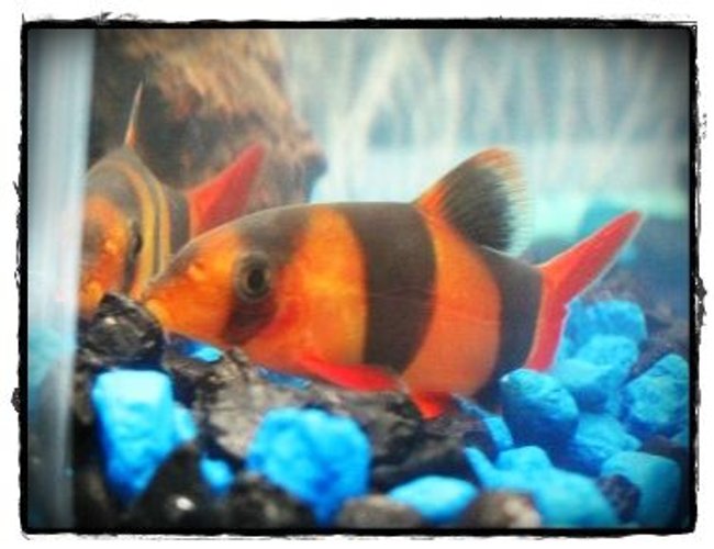 freshwater fish - botia macracantha - clown loach stocking in 10 gallons tank - He loves to look at himself :) freshwater fish - botia macracantha - clown loach stocking in 10 gallons tank - He loves to look at himself :)