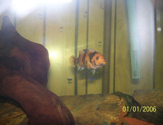 freshwater fish - metriaclima estherae - red blotch zebra stocking in 150 gallons tank - red zebra freshwater fish - metriaclima estherae - red blotch zebra stocking in 150 gallons tank - red zebra