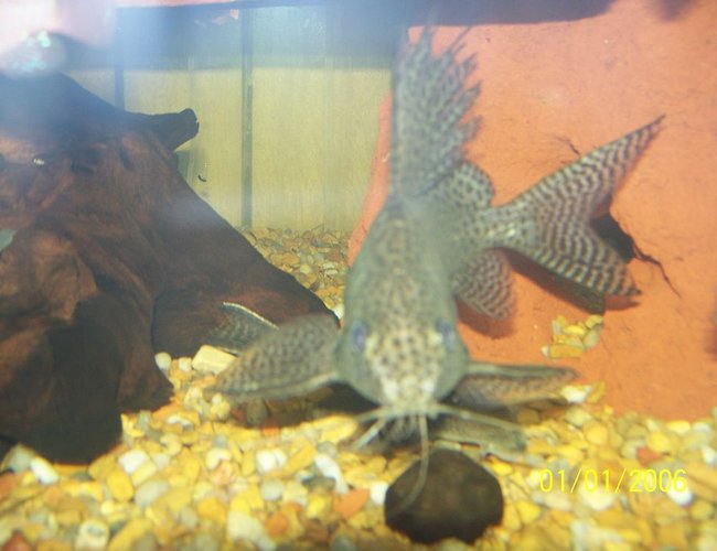 freshwater fish - auchenoglanis occidentalis - giraffe nosed catfish stocking in 150 gallons tank - Knarrr freshwater fish - auchenoglanis occidentalis - giraffe nosed catfish stocking in 150 gallons tank - Knarrr