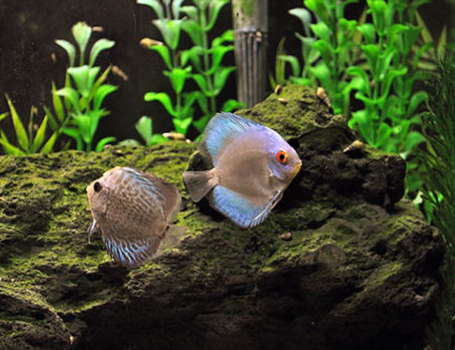 freshwater fish - symphysodon sp. - blue diamond discus stocking in 55 gallons tank - My new discus - blue diamond and a blue snakeskin. freshwater fish - symphysodon sp. - blue diamond discus stocking in 55 gallons tank - My new discus - blue diamond and a blue snakeskin.