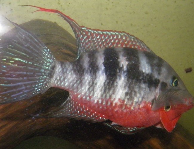 freshwater fish - thorichthys meeki - firemouth cichlid stocking in 230 gallons tank - 5" Firemouth cichlid / Thorichthys meeki
going into attack mode freshwater fish - thorichthys meeki - firemouth cichlid stocking in 230 gallons tank - 5" Firemouth cichlid / Thorichthys meeki
going into attack mode