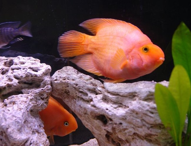 freshwater fish - heros severus x amphilophus citrinellum - blood parrot stocking in 55 gallons tank - Blood Parrots freshwater fish - heros severus x amphilophus citrinellum - blood parrot stocking in 55 gallons tank - Blood Parrots
