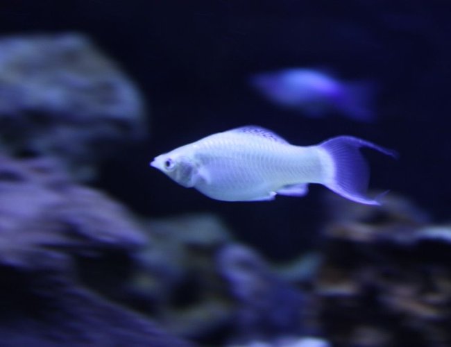 freshwater fish - poecilia velifera - platinum lyretail molly stocking in 125 gallons tank - silver molly freshwater fish - poecilia velifera - platinum lyretail molly stocking in 125 gallons tank - silver molly