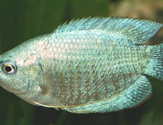 freshwater fish - colisa lalia - powder blue dwarf gourami stocking in 50 gallons tank - One of my 2x Gourami freshwater fish - colisa lalia - powder blue dwarf gourami stocking in 50 gallons tank - One of my 2x Gourami
