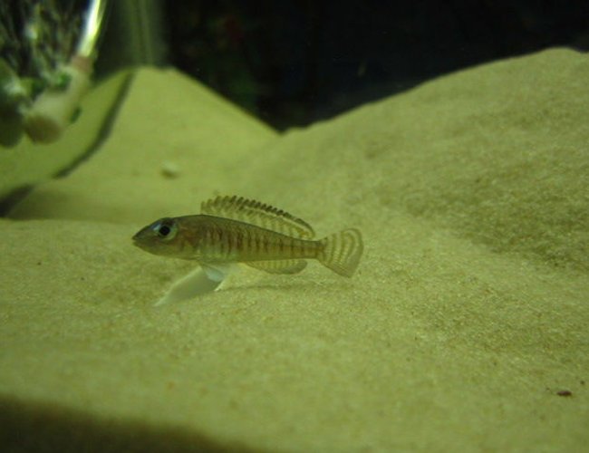 freshwater fish - neolamprologus signatus - signatus stocking in 52 gallons tank - signatus freshwater fish - neolamprologus signatus - signatus stocking in 52 gallons tank - signatus