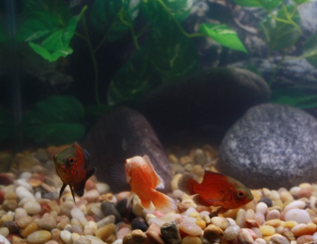 freshwater fish - astronotus ocellatus - albino oscar stocking in 29 gallons tank - Left to Right- Opus, Bo, and Moe freshwater fish - astronotus ocellatus - albino oscar stocking in 29 gallons tank - Left to Right- Opus, Bo, and Moe