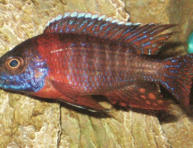 freshwater fish - aulonocara hansbaenschi - red peacock cichlid stocking in 45 gallons tank - my lovely peacock freshwater fish - aulonocara hansbaenschi - red peacock cichlid stocking in 45 gallons tank - my lovely peacock