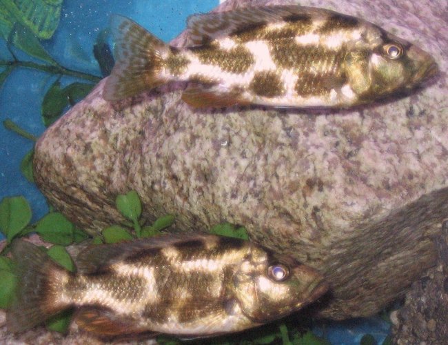 freshwater fish - nimbochromis livingstonii - livingstonii stocking in 45 gallons tank - my 2 N. Livingstonii freshwater fish - nimbochromis livingstonii - livingstonii stocking in 45 gallons tank - my 2 N. Livingstonii