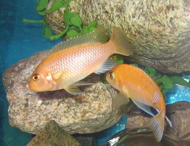 freshwater fish - pseudotropheus estherae - red zebra cichlid stocking in 45 gallons tank - red zebra foreplay freshwater fish - pseudotropheus estherae - red zebra cichlid stocking in 45 gallons tank - red zebra foreplay
