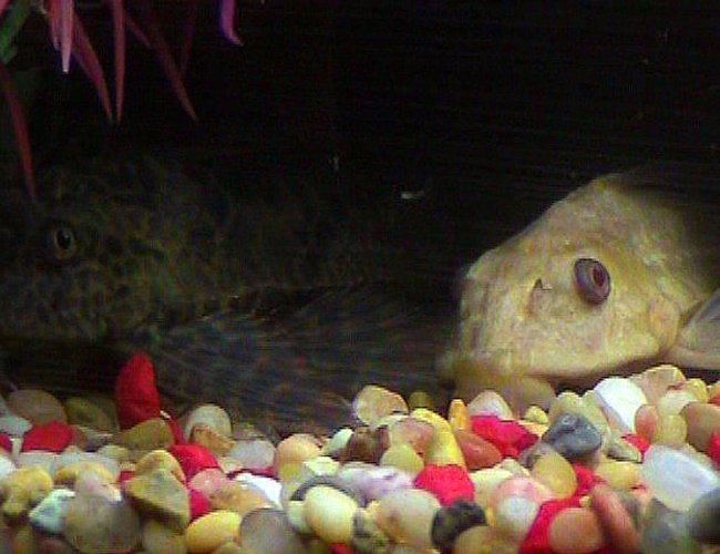 freshwater fish - glyptoperichthys scrophus - chocolate pleco stocking in 20 gallons tank - High-Finned Spotted Pleco and Chocolate Albino Pleco...they're buddies. =) freshwater fish - glyptoperichthys scrophus - chocolate pleco stocking in 20 gallons tank - High-Finned Spotted Pleco and Chocolate Albino Pleco...they're buddies. =)