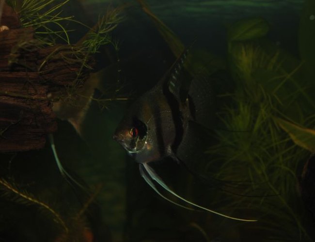 freshwater fish - pterophyllum scalare - zebra angelfish stocking in 37 gallons tank - Woody the Angel freshwater fish - pterophyllum scalare - zebra angelfish stocking in 37 gallons tank - Woody the Angel