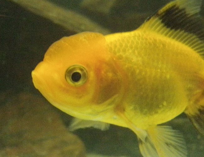 freshwater fish - carassius auratus - oranda goldfish stocking in 46 gallons tank - My oranda Michael
What do you think? Please comment freshwater fish - carassius auratus - oranda goldfish stocking in 46 gallons tank - My oranda Michael
What do you think? Please comment