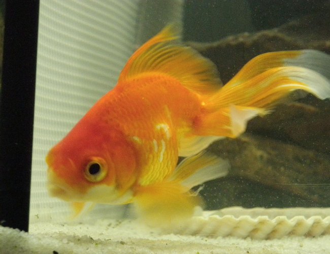 freshwater fish - carassius auratus - red oranda goldfish stocking in 46 gallons tank - my first goldfish who i have had for over a yr now, biggest in the tank!
please leave comments freshwater fish - carassius auratus - red oranda goldfish stocking in 46 gallons tank - my first goldfish who i have had for over a yr now, biggest in the tank!
please leave comments