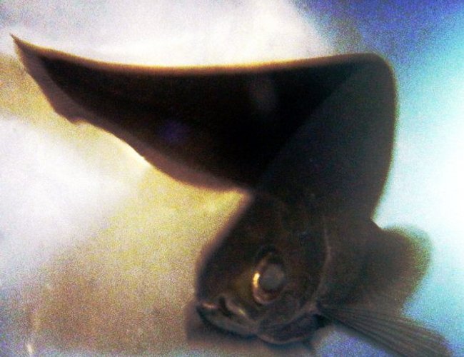 freshwater fish - apteronotus albifrons - black ghost knifefish stocking in 75 gallons tank - African Knife Fish freshwater fish - apteronotus albifrons - black ghost knifefish stocking in 75 gallons tank - African Knife Fish