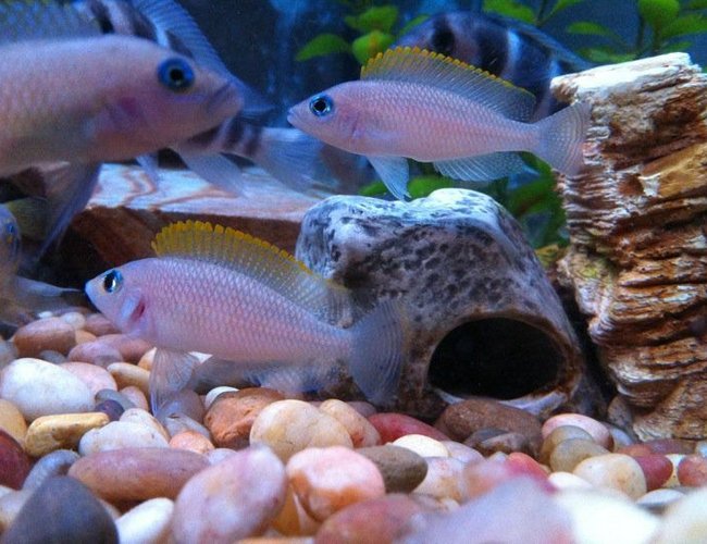 freshwater fish - neolamprologus caudopunctatus - caudopunctatus cichlid stocking in 54 gallons tank - Breeding Pair freshwater fish - neolamprologus caudopunctatus - caudopunctatus cichlid stocking in 54 gallons tank - Breeding Pair