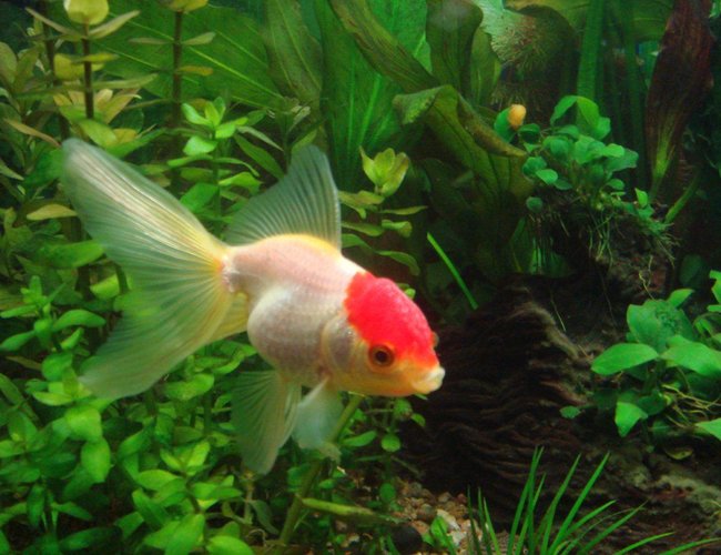 freshwater fish - carassius auratus - red cap oranda goldfish stocking in 25 gallons tank - redcap freshwater fish - carassius auratus - red cap oranda goldfish stocking in 25 gallons tank - redcap