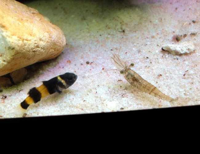 freshwater fish - brachygobius doriae - bumble bee goby stocking in 20 gallons tank - Bumble Bee Goby and Ghost Shrimp freshwater fish - brachygobius doriae - bumble bee goby stocking in 20 gallons tank - Bumble Bee Goby and Ghost Shrimp