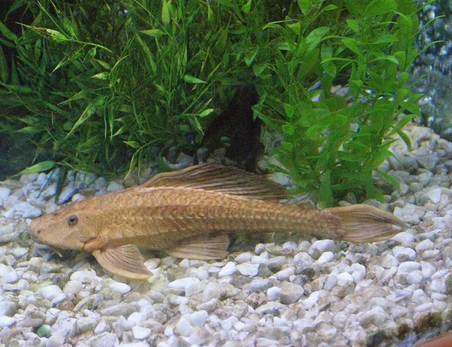 freshwater fish - glyptoperichthys scrophus - chocolate pleco stocking in 180 gallons tank - 14 inch chocolate pleco freshwater fish - glyptoperichthys scrophus - chocolate pleco stocking in 180 gallons tank - 14 inch chocolate pleco