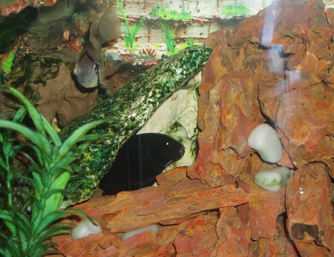 freshwater fish - apteronotus albifrons - black ghost knifefish stocking in 22 gallons tank - Black Knife Fish, impossible to get a picture of! He pops up until you point the camera then he vanishes.... I think Im going to name him David Blaine. freshwater fish - apteronotus albifrons - black ghost knifefish stocking in 22 gallons tank - Black Knife Fish, impossible to get a picture of! He pops up until you point the camera then he vanishes.... I think Im going to name him David Blaine.