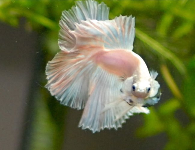 freshwater fish - betta splendens - halfmoon betta stocking in 50 gallons tank - opaque halfmoon betta
Mr. Dzi freshwater fish - betta splendens - halfmoon betta stocking in 50 gallons tank - opaque halfmoon betta
Mr. Dzi