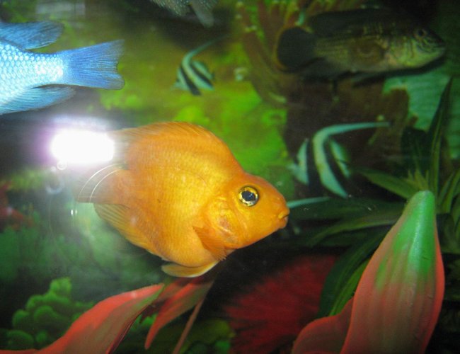 freshwater fish - heros severus x amphilophus citrinellum - blood parrot stocking in 90 gallons tank - parrots2 freshwater fish - heros severus x amphilophus citrinellum - blood parrot stocking in 90 gallons tank - parrots2
