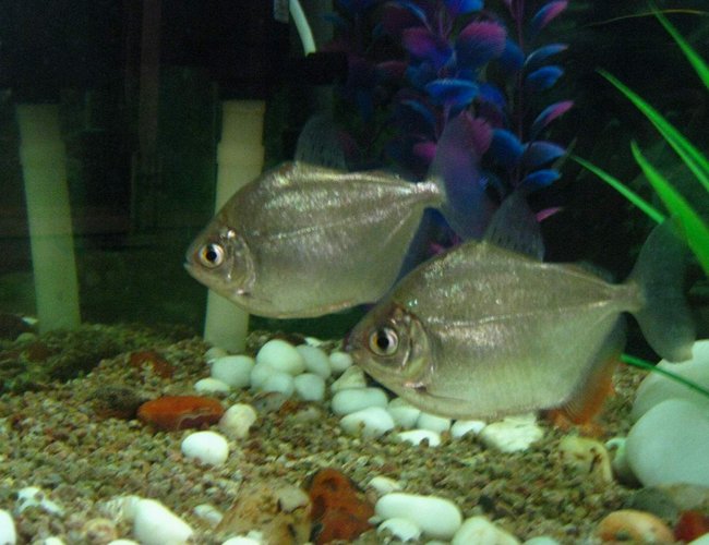 freshwater fish - metynnis argenteus - silver dollar stocking in 90 gallons tank - silver doller freshwater fish - metynnis argenteus - silver dollar stocking in 90 gallons tank - silver doller