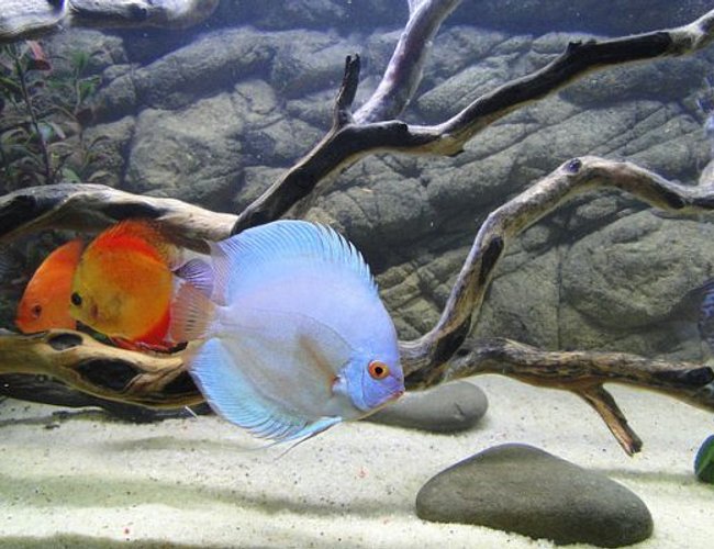 freshwater fish - symphysodon sp. - blue diamond discus stocking in 125 gallons tank - Fishies freshwater fish - symphysodon sp. - blue diamond discus stocking in 125 gallons tank - Fishies