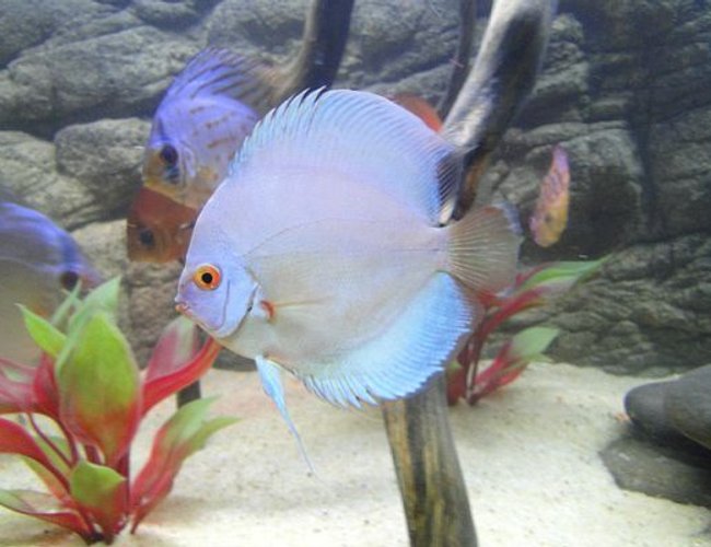 freshwater fish - symphysodon sp. - blue diamond discus stocking in 125 gallons tank - Blue Diamond freshwater fish - symphysodon sp. - blue diamond discus stocking in 125 gallons tank - Blue Diamond