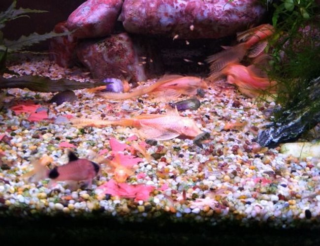 freshwater fish - corydoras panda - panda cory cat stocking in 60 gallons tank - Feeding time freshwater fish - corydoras panda - panda cory cat stocking in 60 gallons tank - Feeding time