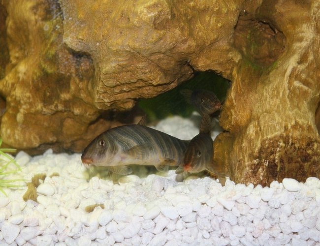 freshwater fish - botia striata - zebra loach stocking in 50 gallons tank - Zebra loach (Botia striata) freshwater fish - botia striata - zebra loach stocking in 50 gallons tank - Zebra loach (Botia striata)