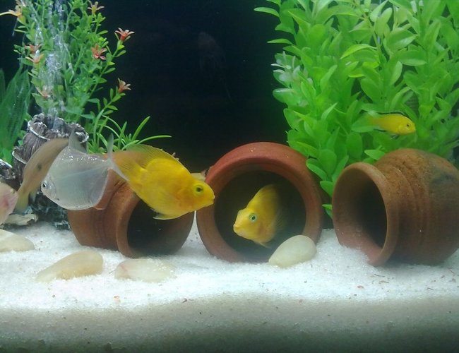 freshwater fish - heros severus x amphilophus citrinellum - blood parrot stocking in 35 gallons tank - parrots with yellow morph hiding behind freshwater fish - heros severus x amphilophus citrinellum - blood parrot stocking in 35 gallons tank - parrots with yellow morph hiding behind