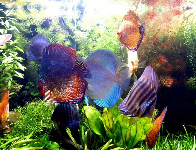freshwater fish - symphysodon sp. - red marlboro discus stocking in 75 gallons tank - Lovely! freshwater fish - symphysodon sp. - red marlboro discus stocking in 75 gallons tank - Lovely!
