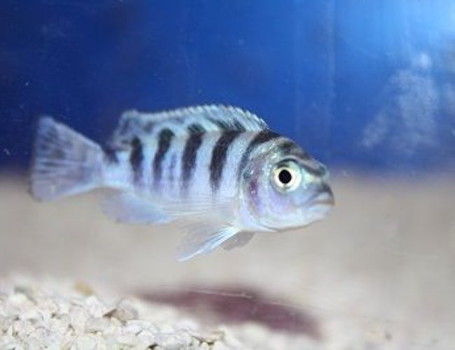 freshwater fish - metriaclima lombardoi - kenyi cichlid stocking in 55 gallons tank - Blue Kenyi African Cichlid freshwater fish - metriaclima lombardoi - kenyi cichlid stocking in 55 gallons tank - Blue Kenyi African Cichlid