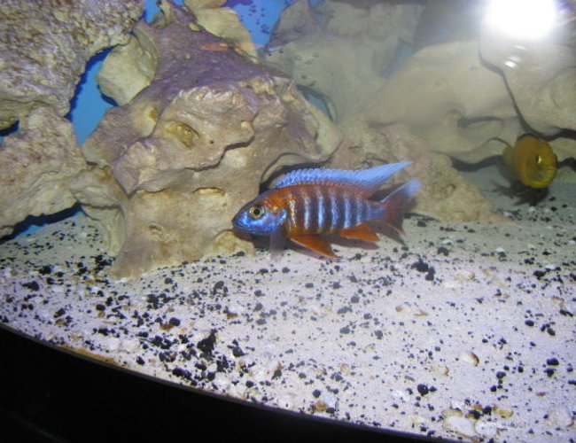 freshwater fish - aulonocara jacobfreibergi - eureka red stocking in 92 gallons tank - red eureka freshwater fish - aulonocara jacobfreibergi - eureka red stocking in 92 gallons tank - red eureka