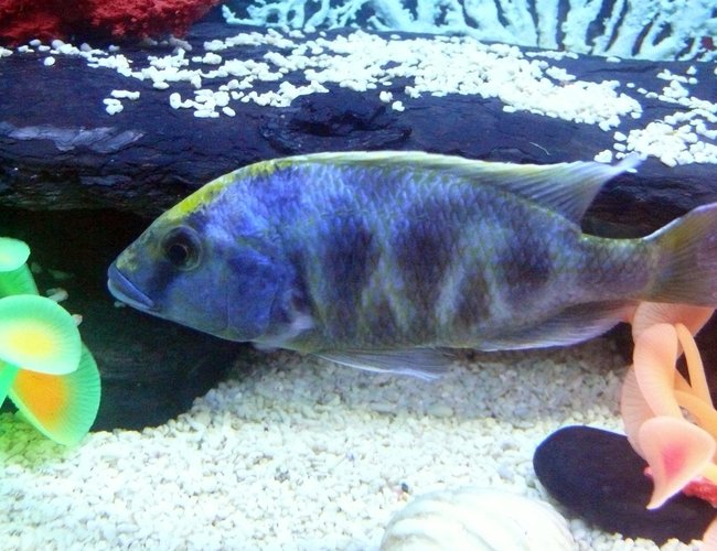 freshwater fish - nimbochromis venustus - venustus cichlid - Male Giraffe Cichlid (Venustus). freshwater fish - nimbochromis venustus - venustus cichlid - Male Giraffe Cichlid (Venustus).