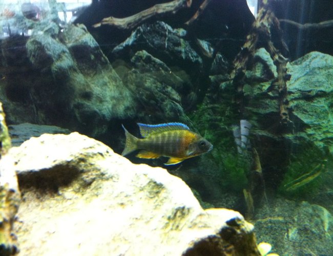 freshwater fish - aulonocara baenschi - sunshine peacock stocking in 90 gallons tank - This is one of my peacocks that is really starting to color up nice, he may be a show prospect freshwater fish - aulonocara baenschi - sunshine peacock stocking in 90 gallons tank - This is one of my peacocks that is really starting to color up nice, he may be a show prospect