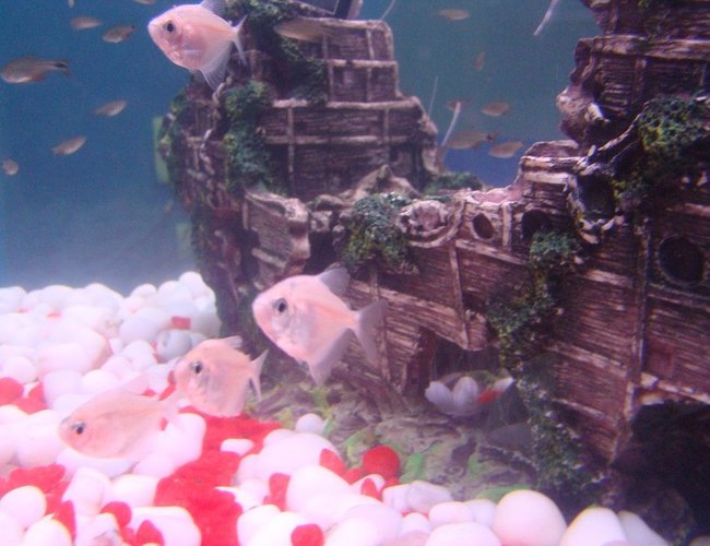 freshwater fish - gymnocorymbus ternetzi - black widow tetra stocking in 35 gallons tank - Albino Black Widow Tetras freshwater fish - gymnocorymbus ternetzi - black widow tetra stocking in 35 gallons tank - Albino Black Widow Tetras