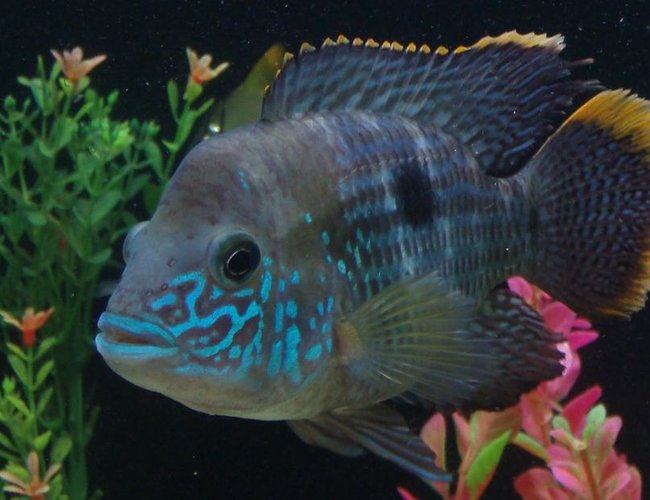freshwater fish - aequidens rivulatus - green terror stocking in 35 gallons tank - Green Terror freshwater fish - aequidens rivulatus - green terror stocking in 35 gallons tank - Green Terror